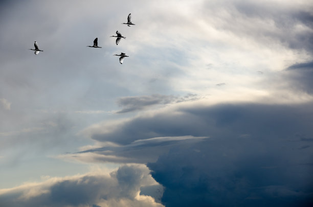 ibis
