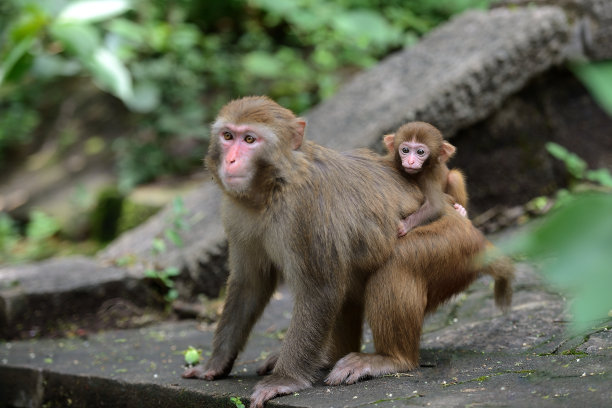 macaca