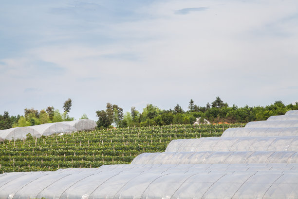 greenhouse