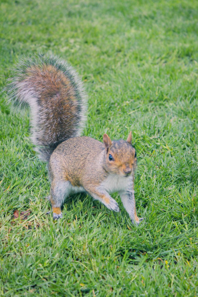 squirrel