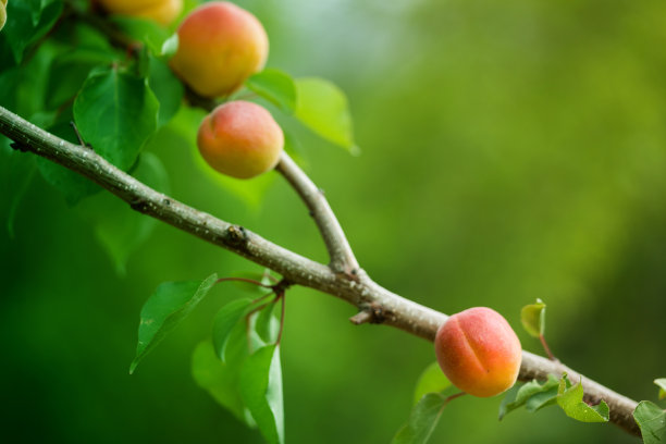 桃树栽培