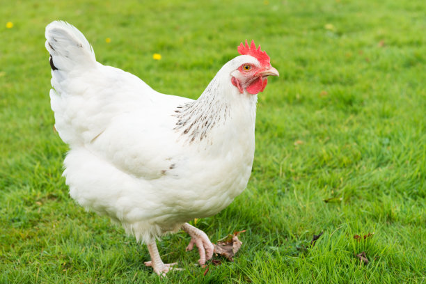 hen