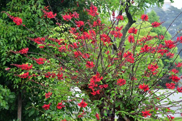 日本珊瑚树花