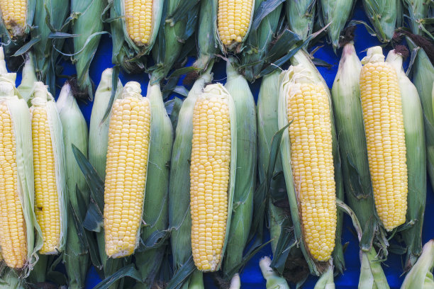 maize