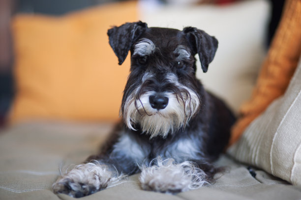 schnauzer