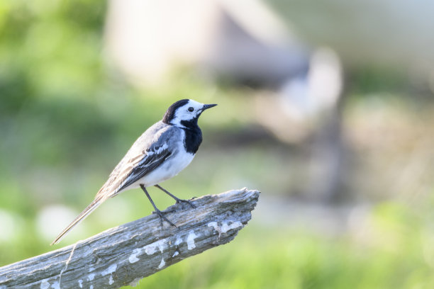 wagtail