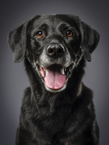 labrador