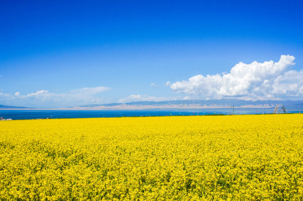 青海油菜花