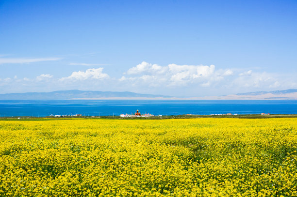 青海油菜花