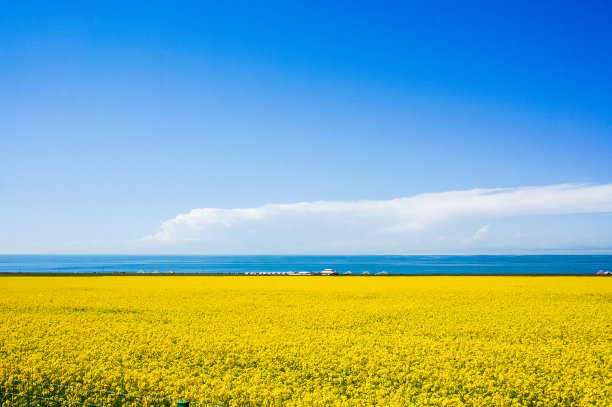 夏季青海湖风光