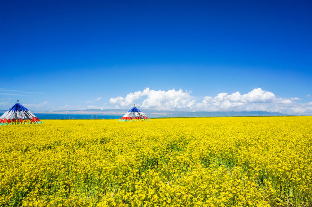 青海油菜花