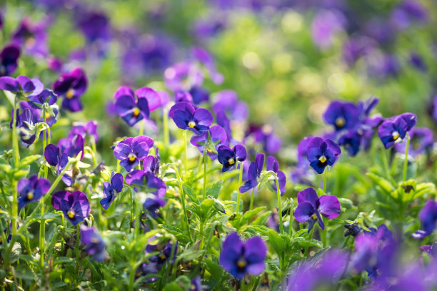 wildflowers