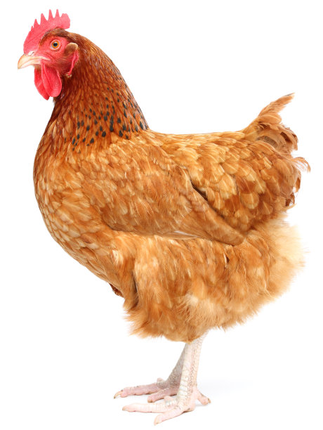 hen