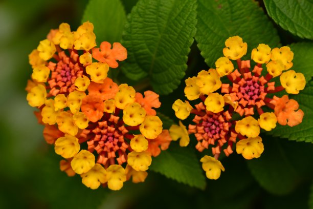 verbena