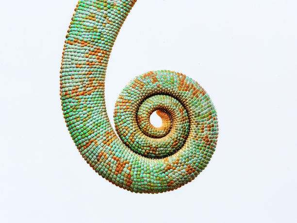 chamaeleon