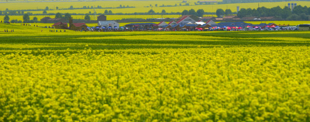 油菜花和麦地