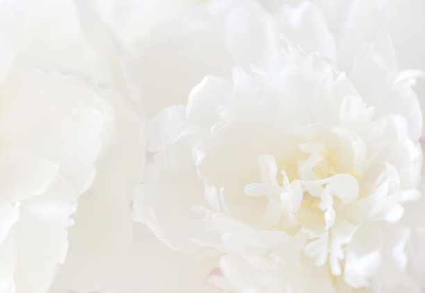 白色花儿