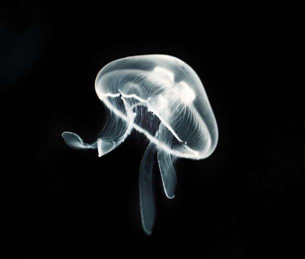 jellyfish
