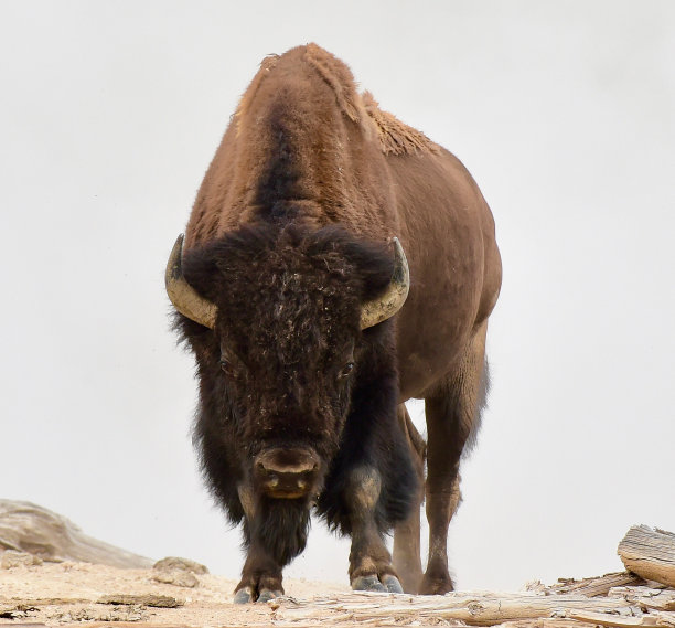bison