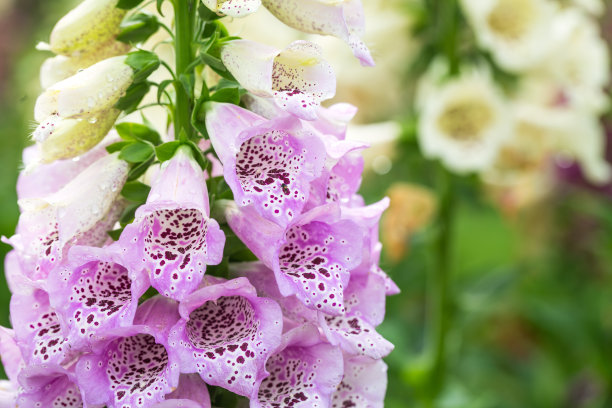 digitalis