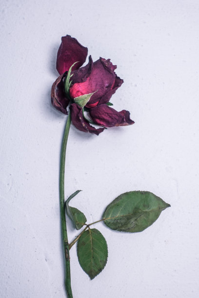 干枯的玫瑰