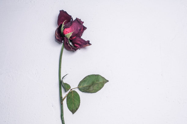 干枯的玫瑰