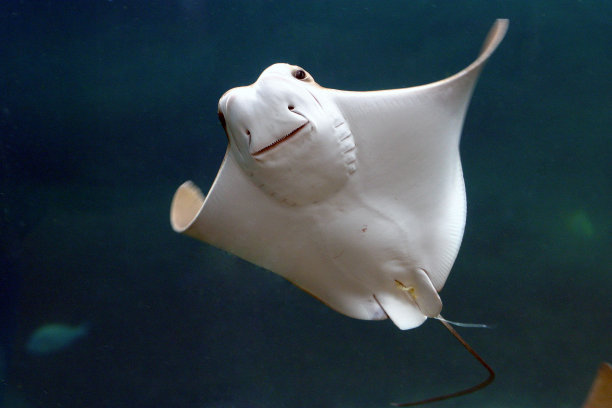 stingray