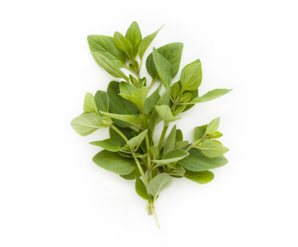 oregano