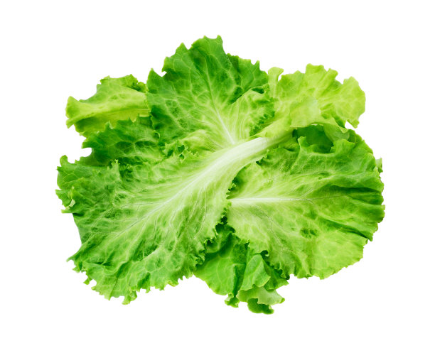 lactuca