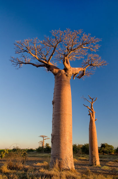 baobab
