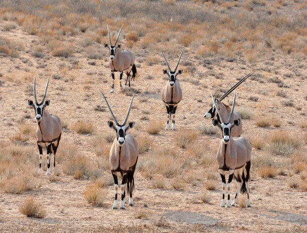 antelope