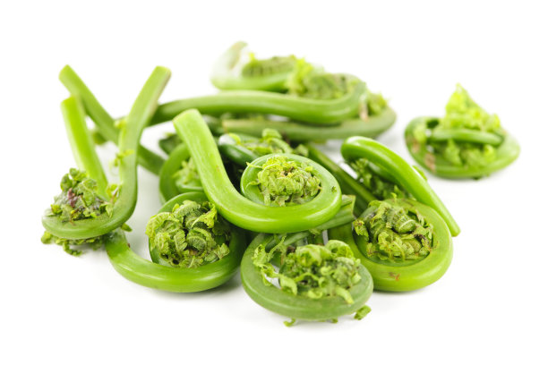 fiddlehead
