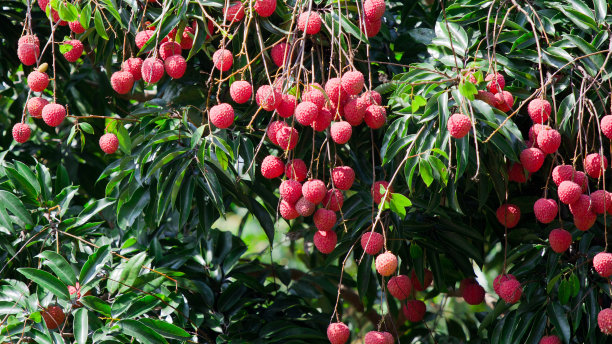 litchi