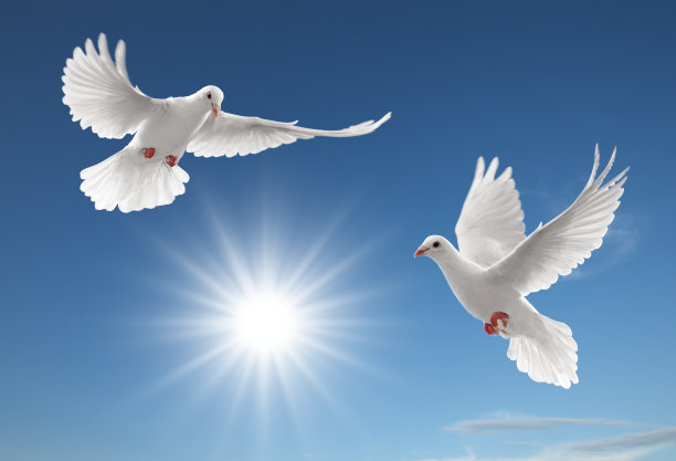 pigeon
