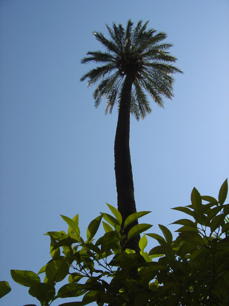 植树节拱门