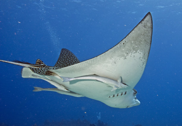 stingray