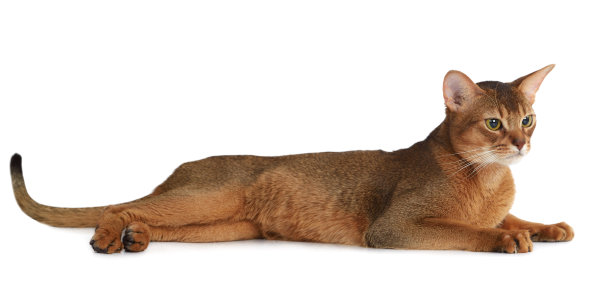 abyssinian猫