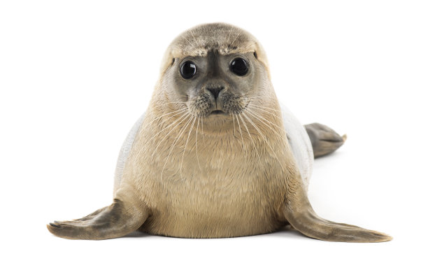 seal