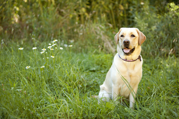 labrador
