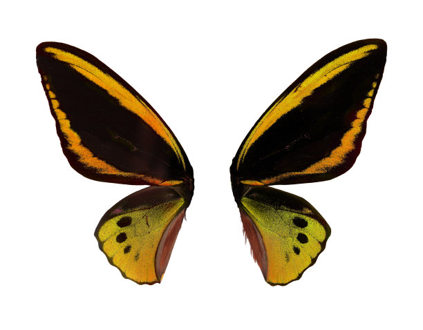 ornithoptera
