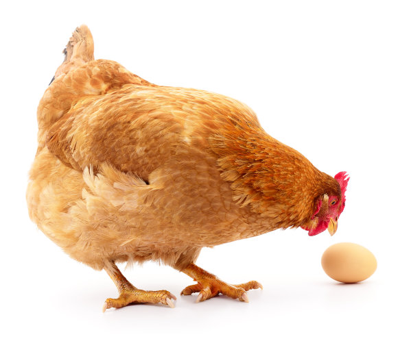 hen