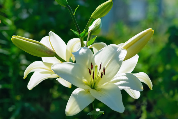 lily