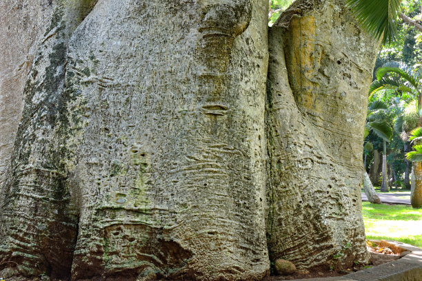baobab