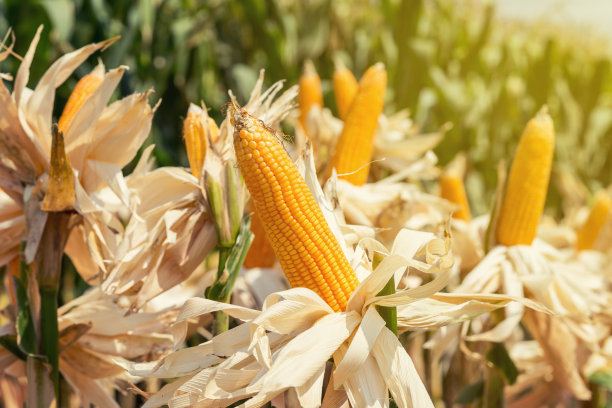 cob