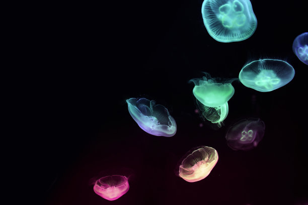 jellyfish