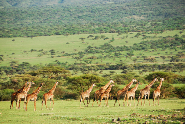 serengeti