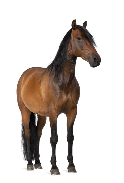 horse