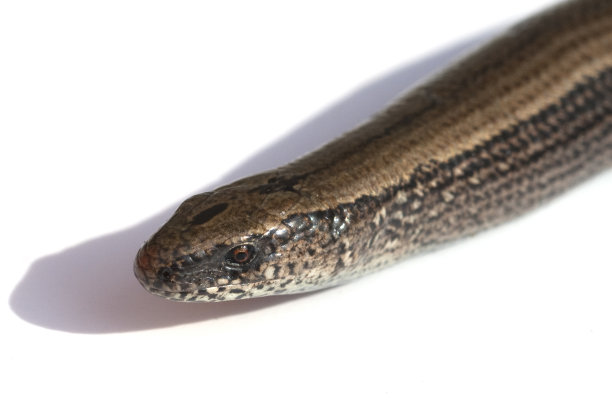 caecilian