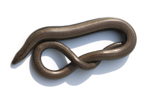 caecilian