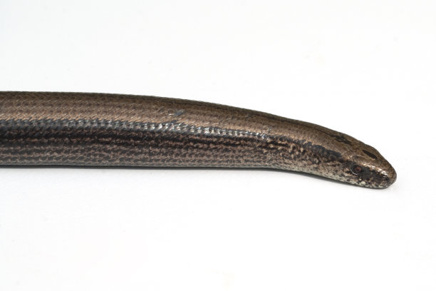 caecilian